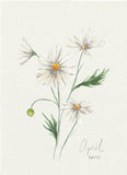 April Daisy Birth Month Flower Card